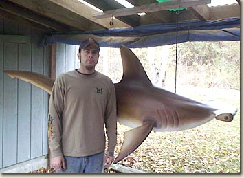 third image of hanging woodcarved hammerhead shark outside